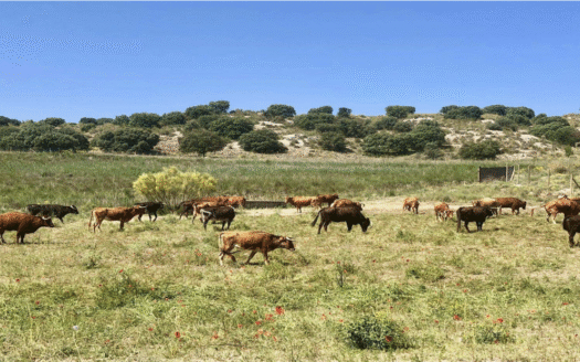 Finca Ganadera de toros bravos en Madrid